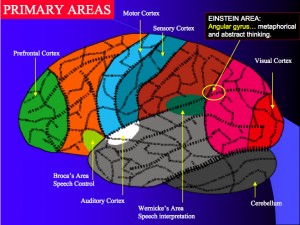 Brain_2