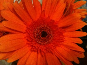 Love in bloom