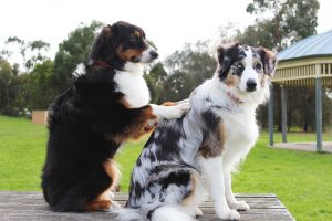 massage dog friends massage dog friends