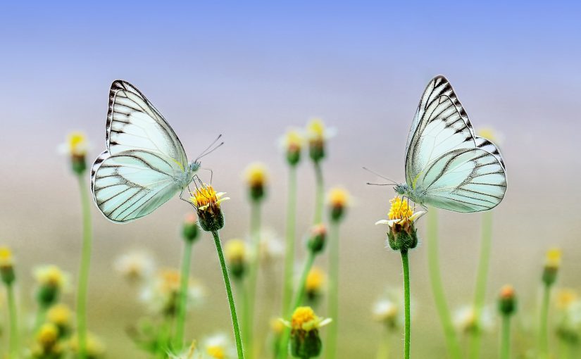 Resource Therapy is an advanced Ego State Therapy update. Parts Therapy helps.