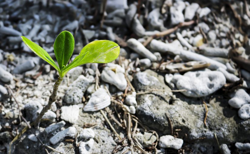 Success Stories from the Last Resort Blog