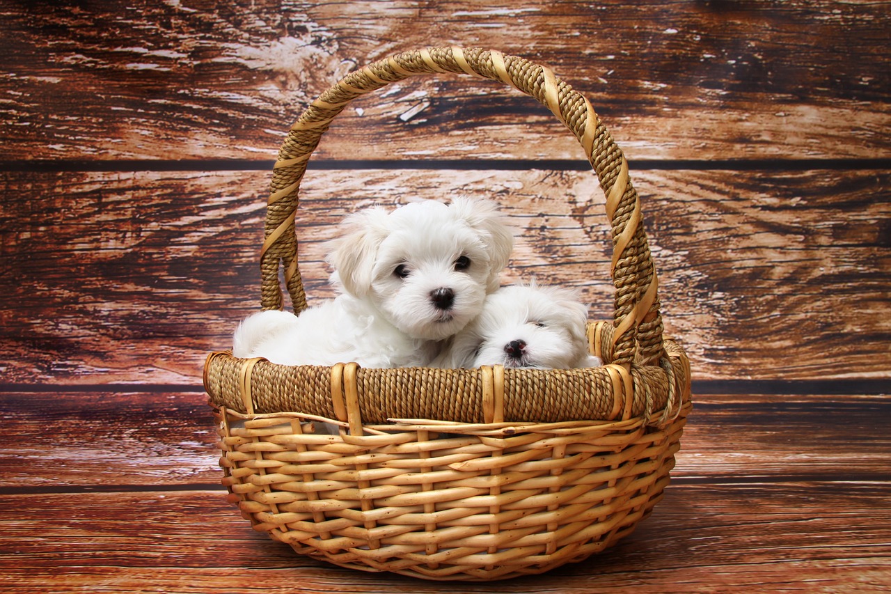 Don't you love puppies! These cuties can add a new spark in your marriage.