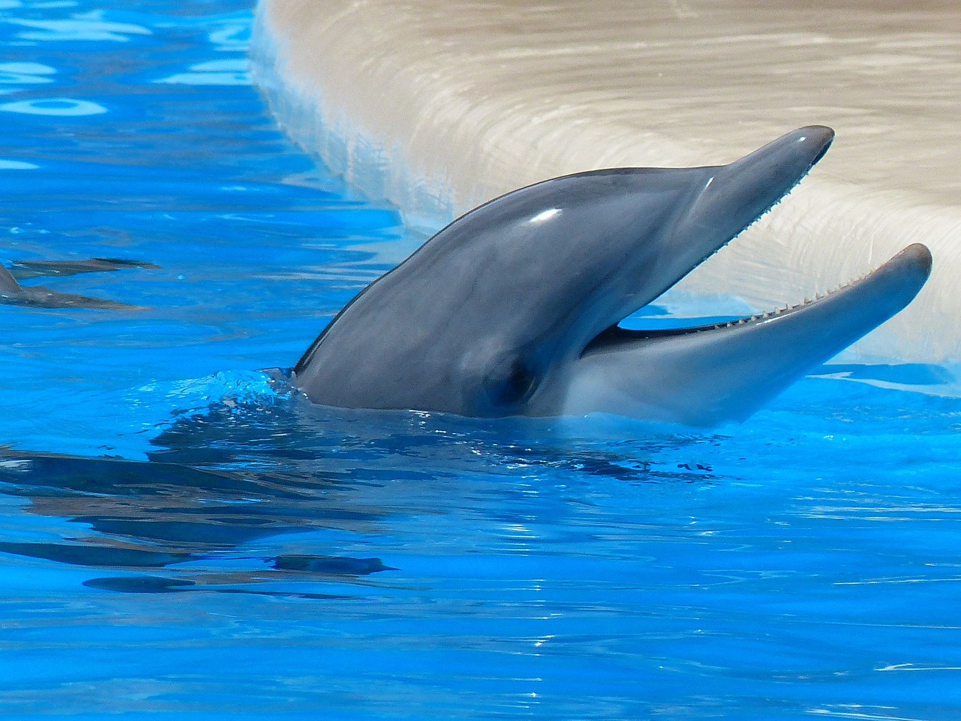 Dolphins are good at celebrating life