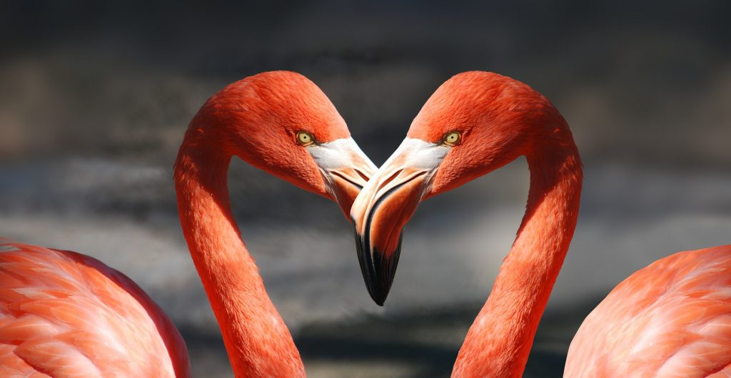Birds of a feather...Be the flamingo and shine bright flamingo-600205_1920