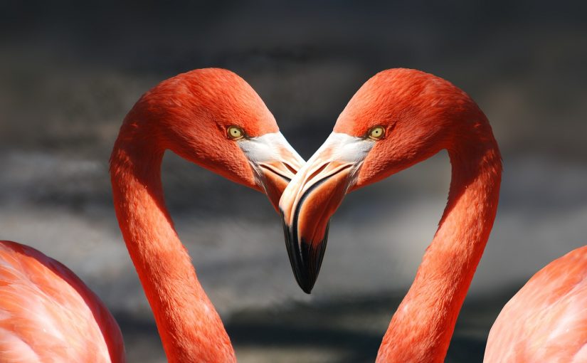 Birds of a feather...Be the flamingo and shine bright flamingo-600205_1920