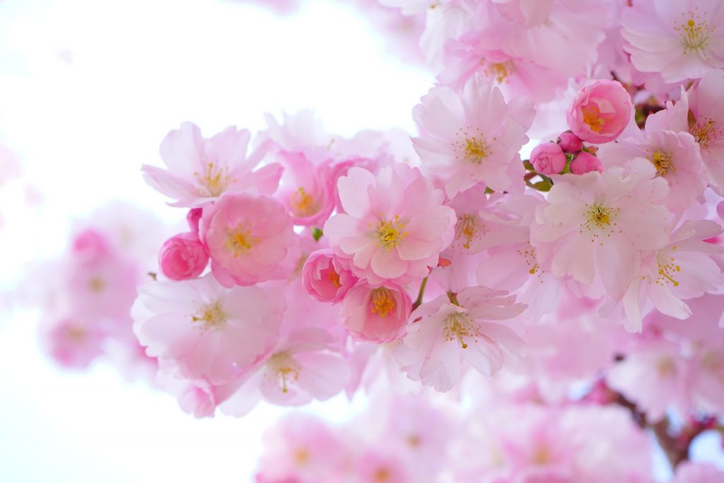Sakura - cherry blossoms open and say yes to the bees to bear fruit