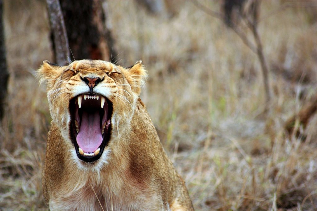 Roar raise on your partner!