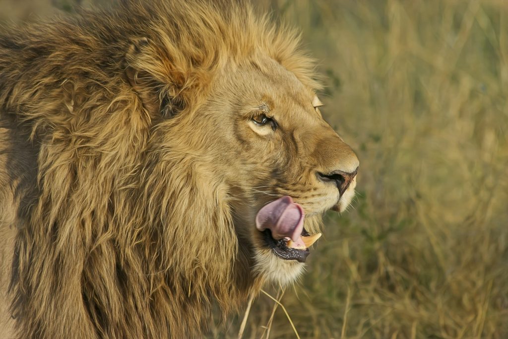 Don't let our evolution eat us up. Learn Resource Therapy's powerful parts negotiation for changing anxiety.