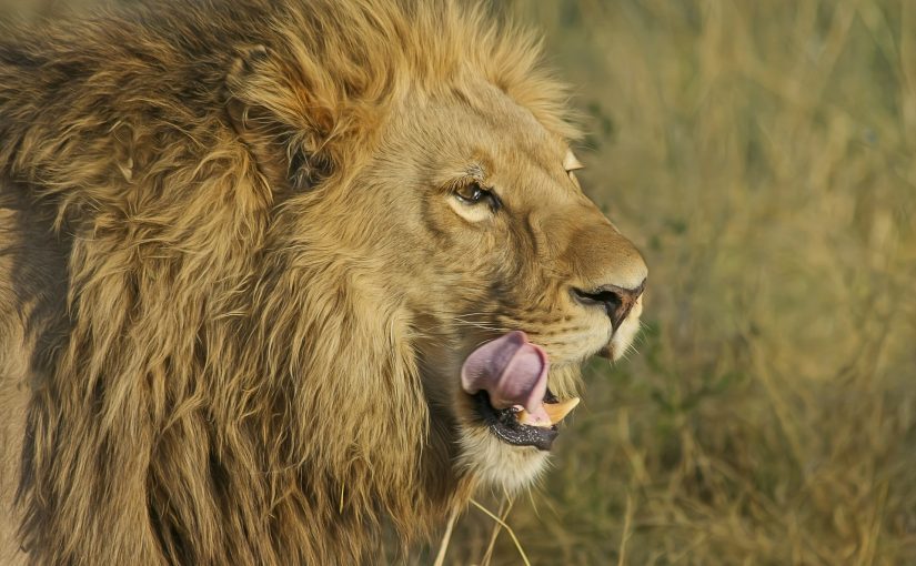 Don't let our evolution eat us up. Learn Resource Therapy's powerful parts negotiation for changing anxiety.