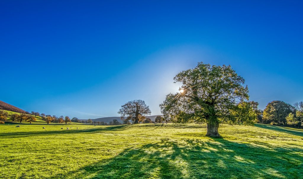 Sunlight is a natural cure for S.A.D - get some today if you can!