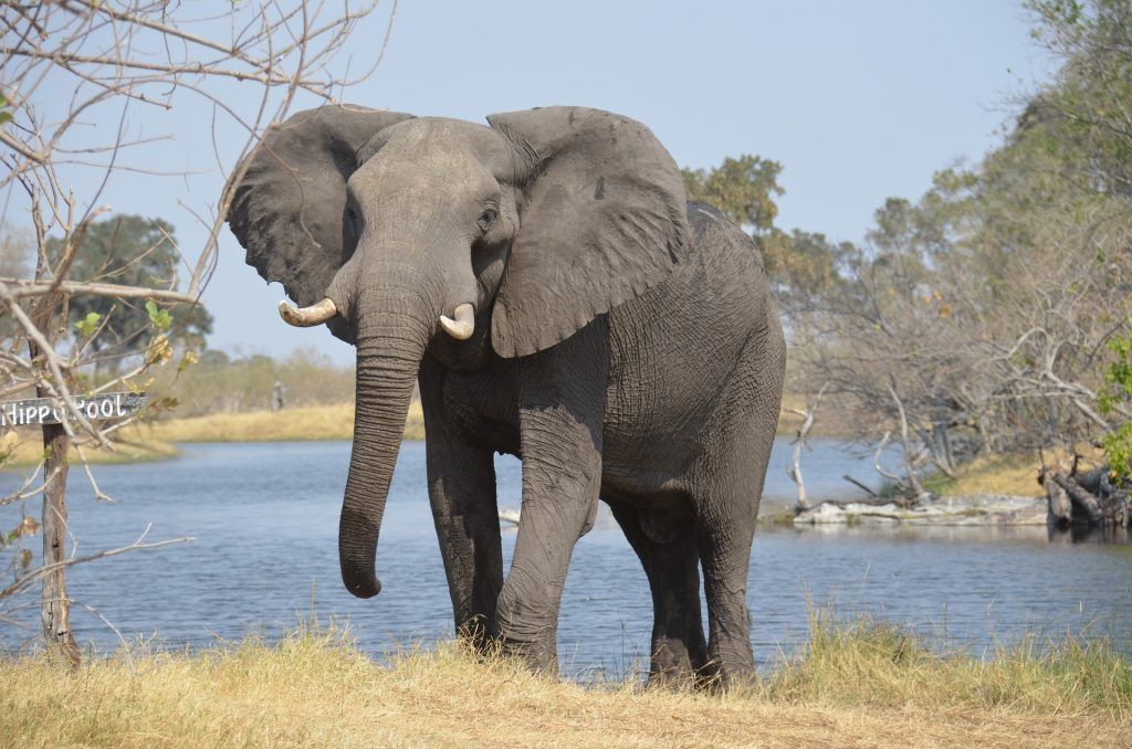 Wisdom though earned experience elephant-2992767_1920