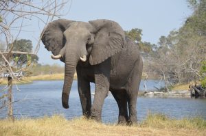 Wisdom though earned experience elephant-2992767_1920