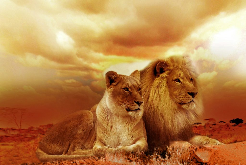 Image by Christine Sponchia from Pixabay Togetherness