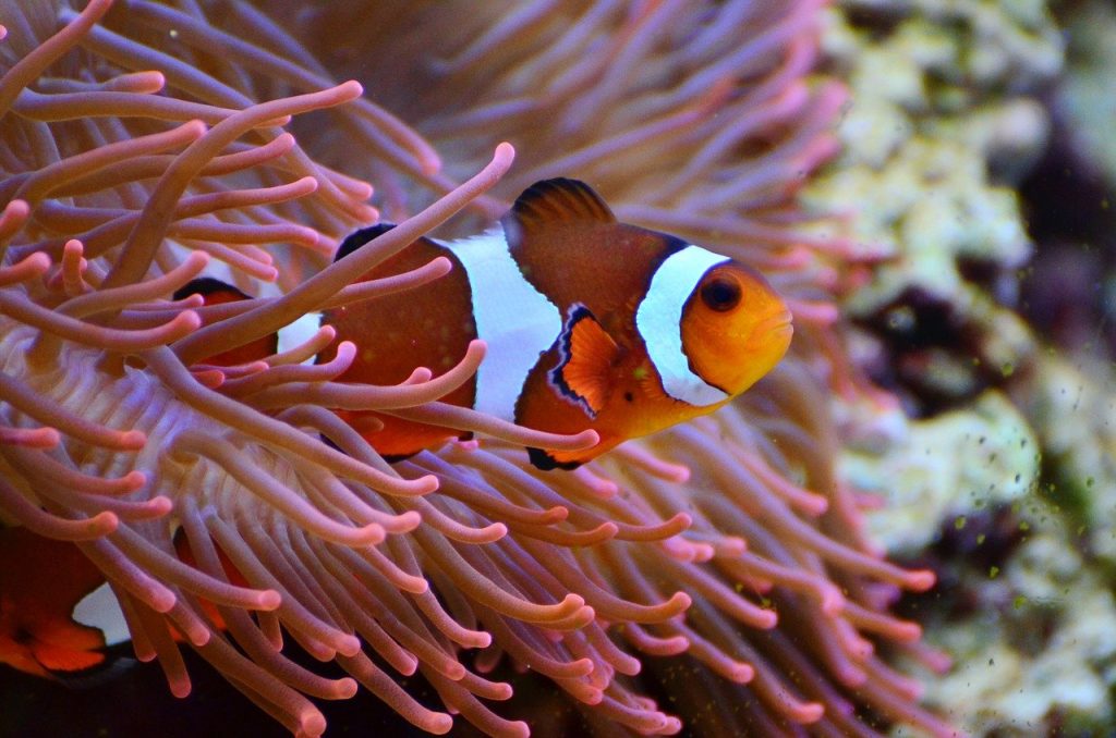 Beautiful Clown fish at Sealife