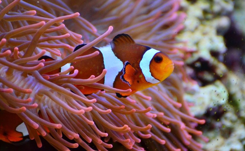 Beautiful Clown fish at Sealife
