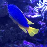 Sydney Aquarium date for February
