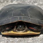 The turtle or tortoise withdraws to protect and minimise, usually invoking more thunder and hail!
