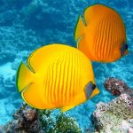 Beautiful fish at Sealife