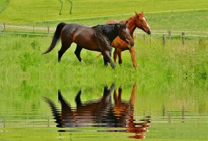 When we mirror our partners responses we will feel really attuned and in stride with each other like these beautiful horses