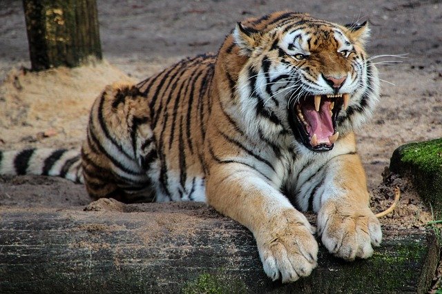 Only watch the Tiger King - don't become one !