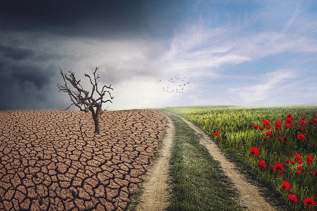 Eco-Anxiety & Resilience Free Workshop Online