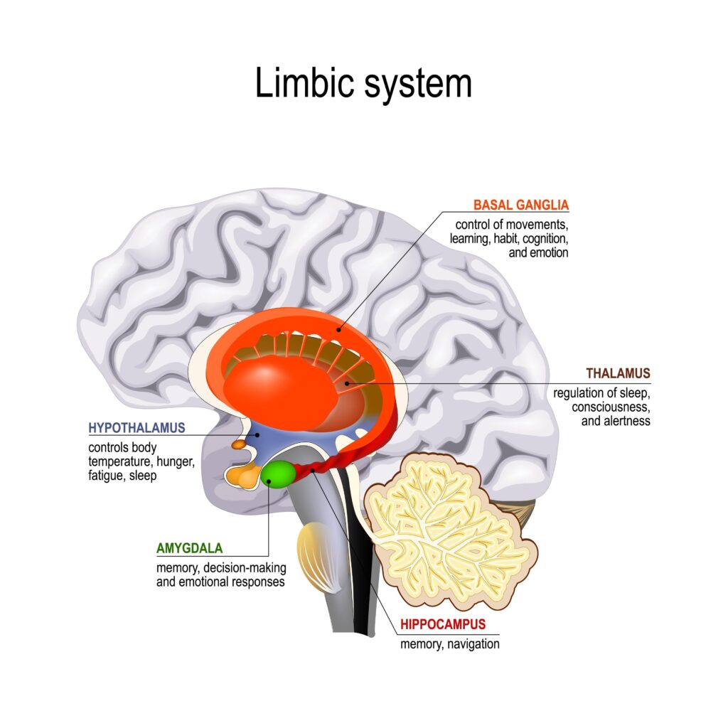 Brain diagram and the limbic system impacts our relationships from an imago perspective